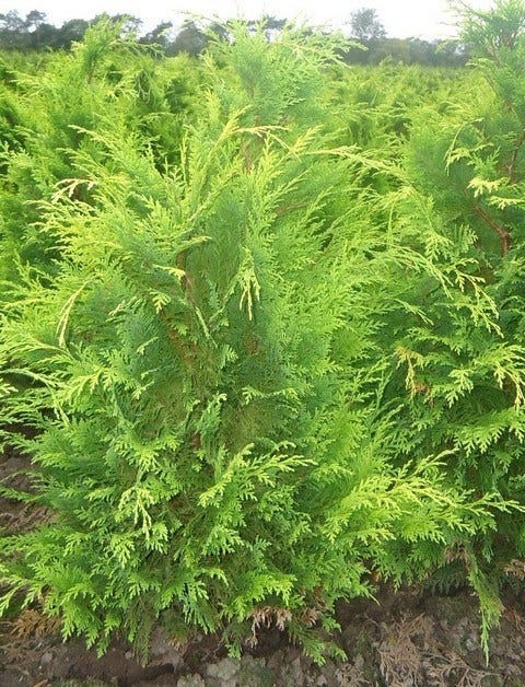  Gele Haagconifeer (Chamaecyparis Lawsoniana 'Stardust')