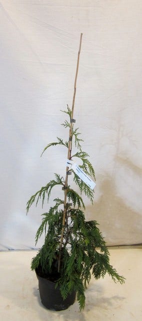  Cypres (Chamaecyparis Nootkatensis 'Pendula')