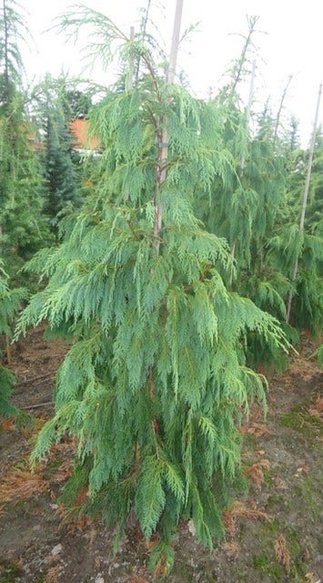  Cypres (Chamaecyparis Nootkatensis 'Pendula')