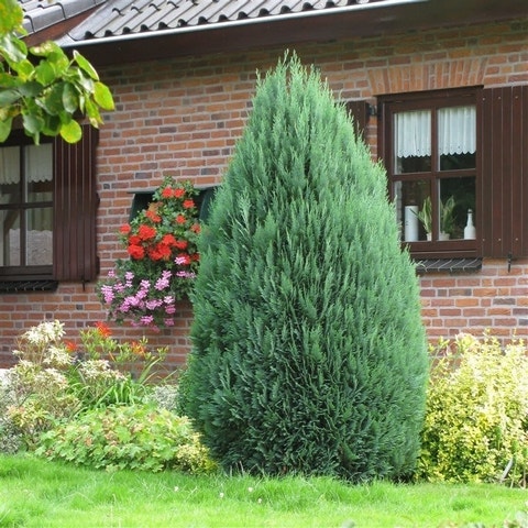  Blauwe Haagconifeer (Chamaecyparis Lawsoniana 'Columnaris')