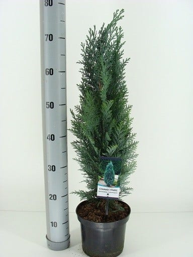  Blauwe Haagconifeer (Chamaecyparis Lawsoniana 'Columnaris')