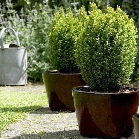  Cypres (Chamaecyparis Lawsoniana 'Ellwood's Gold')