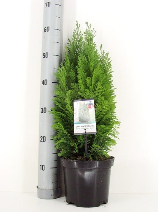  Cypres (Chamaecyparis Lawsoniana 'Ellwood's Gold')