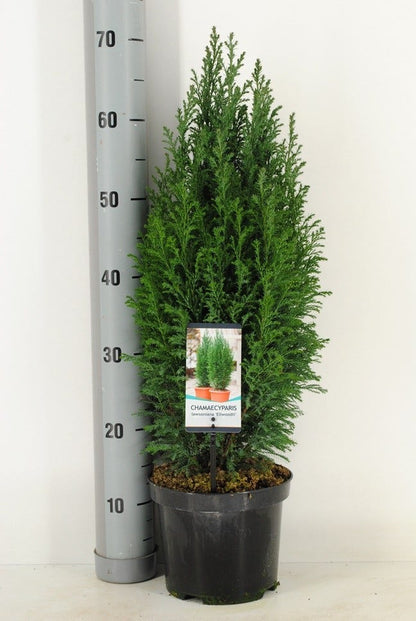  Cypres (Chamaecyparis Lawsoniana 'Ellwoodii')
