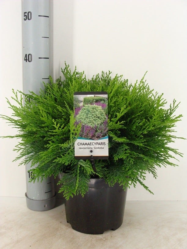  Dwergcipres (Chamaecyparis Lawsoniana 'Globosa')