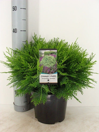  Dwergcipres (Chamaecyparis Lawsoniana 'Globosa')