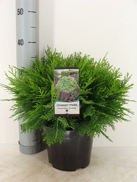  Dwergcipres (Chamaecyparis Lawsoniana 'Globosa')