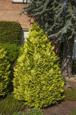  Gele Haagconifeer (Chamaecyparis Lawsoniana 'Ivonne')