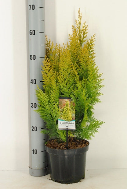  Gele Haagconifeer (Chamaecyparis Lawsoniana 'Ivonne')