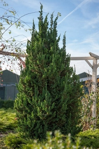  Dwergcipres (Chamaecyparis Lawsoniana 'Wisselii')
