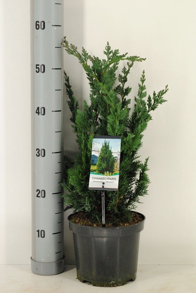  Dwergcipres (Chamaecyparis Lawsoniana 'Wisselii')