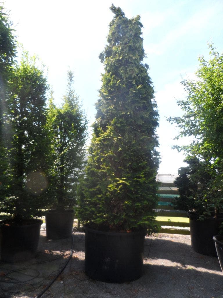  Gele Haagconifeer (Chamaecyparis Lawsoniana 'Ivonne')