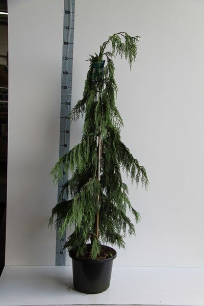  Cypres (Chamaecyparis Nootkatensis 'Pendula')