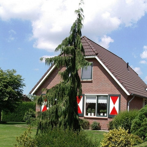  Cypres (Chamaecyparis Nootkatensis 'Pendula')