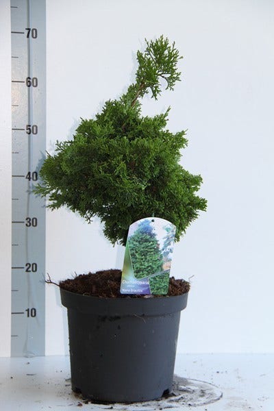  Dwergcypres (Chamaecyparis Obtusa 'Nana Gracilis')