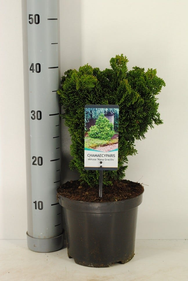 Dwergcypres (Chamaecyparis Obtusa 'Nana Gracilis')
