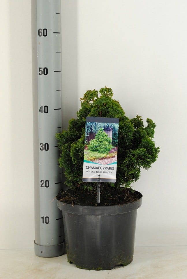  Dwergcypres (Chamaecyparis Obtusa 'Nana Gracilis')