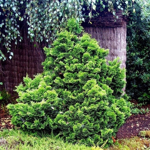  Dwergcypres (Chamaecyparis Obtusa 'Nana Gracilis')