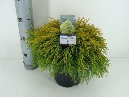  Cypres (Chamaecyparis Pisifera 'Filifera Aurea')