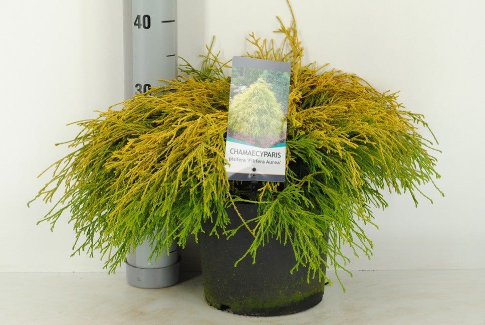  Cypres (Chamaecyparis Pisifera 'Filifera Aurea')
