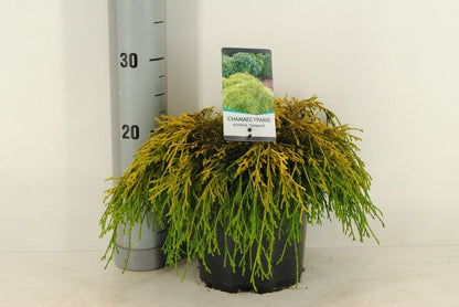  Dwergcypres (Chamaecyparis Pisifera 'Sungold')
