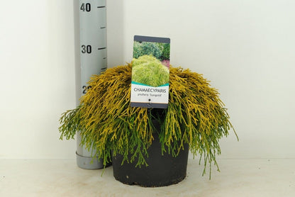  Dwergcypres (Chamaecyparis Pisifera 'Sungold')