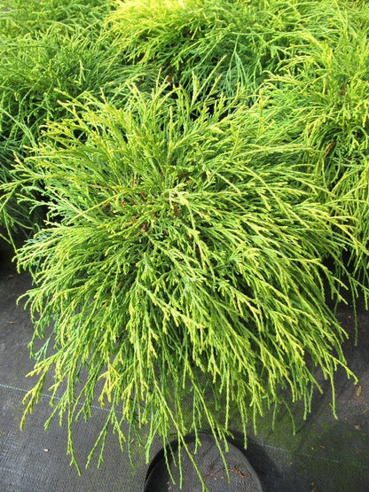 Dwergcypres (Chamaecyparis Pisifera 'Sungold')