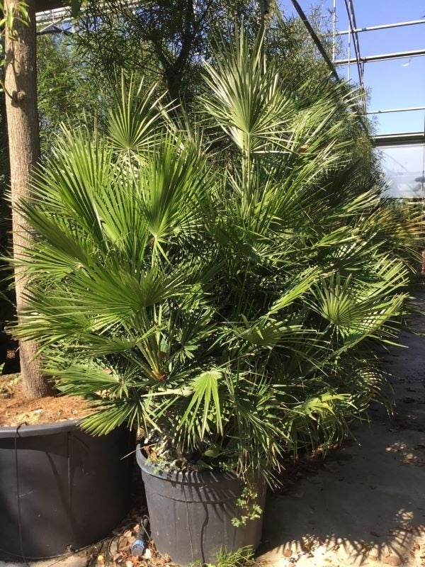  Dwergpalm (Chamaerops Humilis)