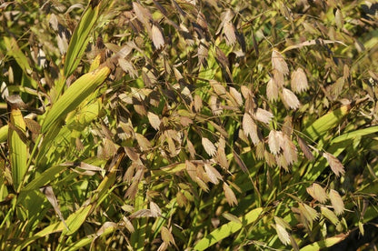  Plataargras (Chasmanthium Latifolium)