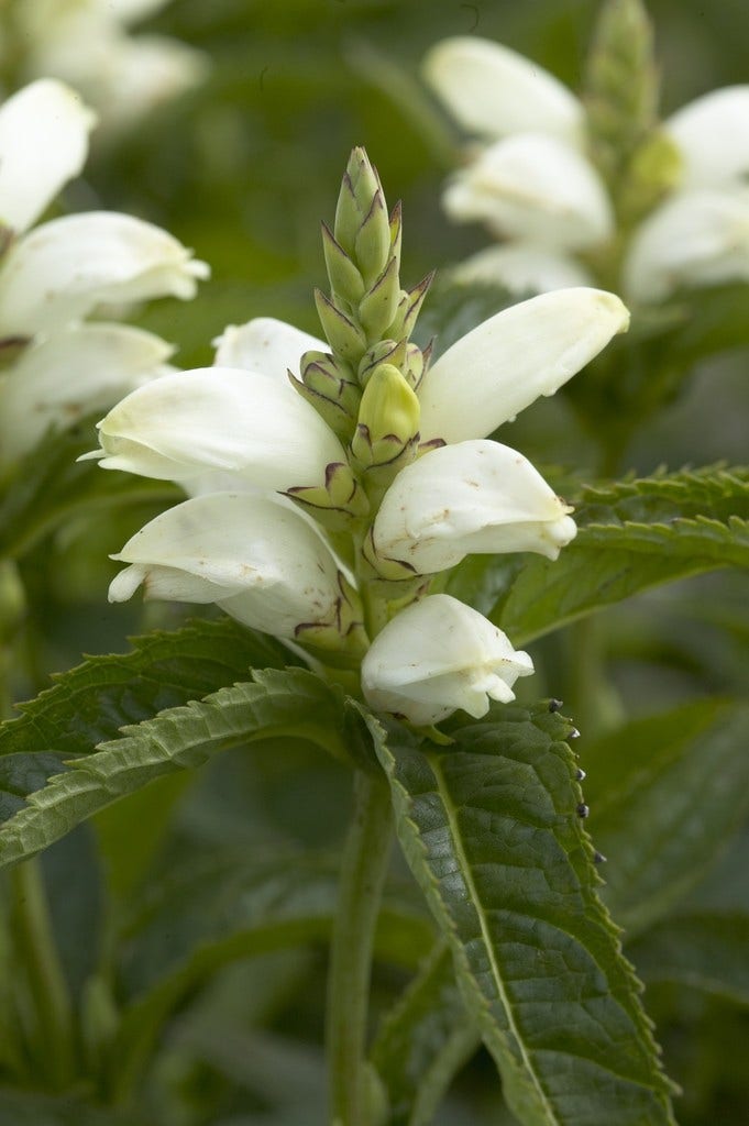  Schildpadbloem (Chelone Obliqua 'Alba')