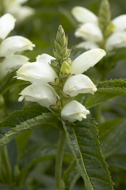  Schildpadbloem (Chelone Obliqua 'Alba')
