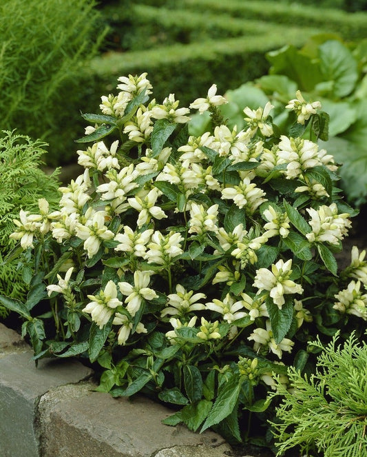  Schildpadbloem (Chelone Obliqua 'Alba')