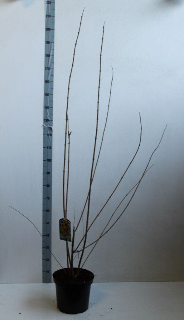  Winterzoet (Chimonanthus Praecox)