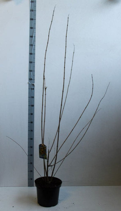  Winterzoet (Chimonanthus Praecox)