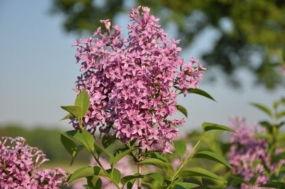  Chinese Sering (Syringa Chinensis 'Saugeana')