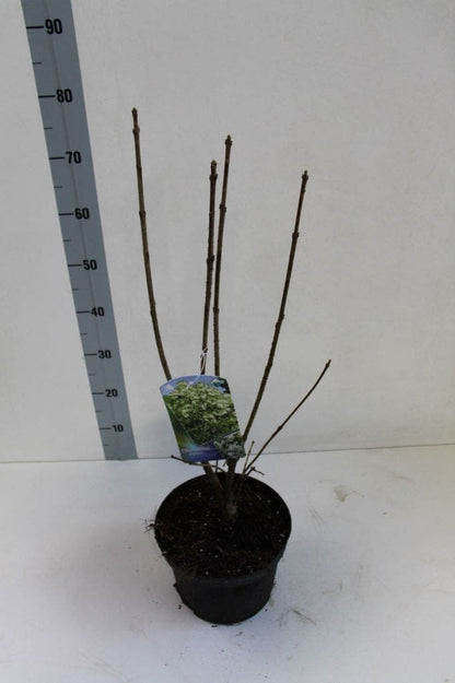  Sneeuwvlokkenstruik (Chionanthus Virginicus)