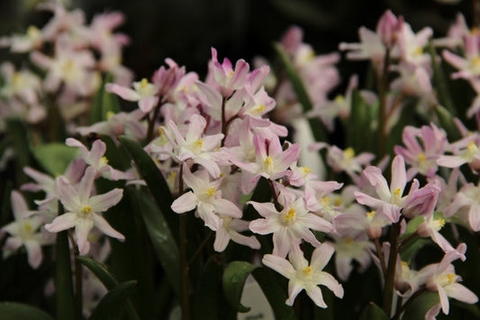  Sneeuwroem (Chionodoxa Forbesii 'Pink Giant')
