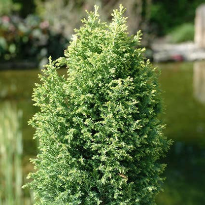  Cypres (Chamaecyparis Lawsoniana 'Ellwood's Gold')