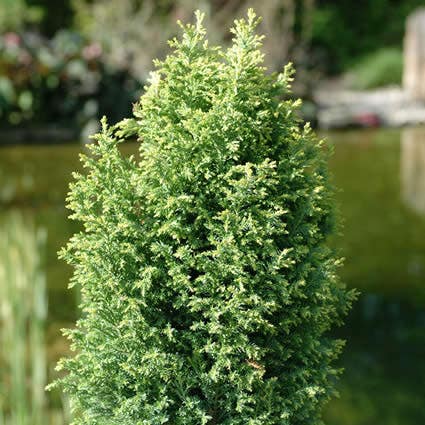  Cypres (Chamaecyparis Lawsoniana 'Ellwood's Gold')