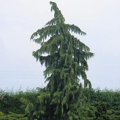  Cypres (Chamaecyparis Nootkatensis 'Pendula')