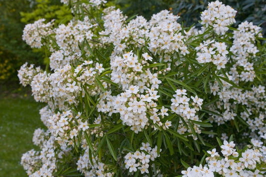  Choisya (Choisya 'Aztec Pearl')