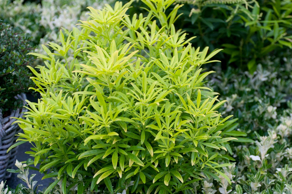  Choisya (Choisya 'Aztec Gold')