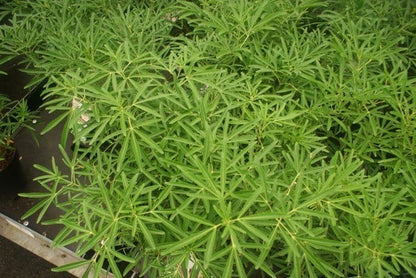  Choisya (Choisya 'Aztec Pearl')