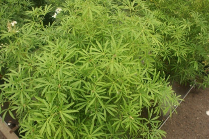  Choisya (Choisya 'Aztec Pearl')