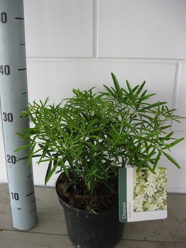  Choisya (Choisya 'Aztec Pearl')