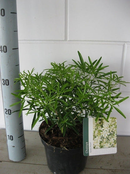  Choisya (Choisya 'Aztec Pearl')
