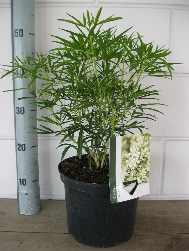  Choisya (Choisya 'Aztec Pearl')