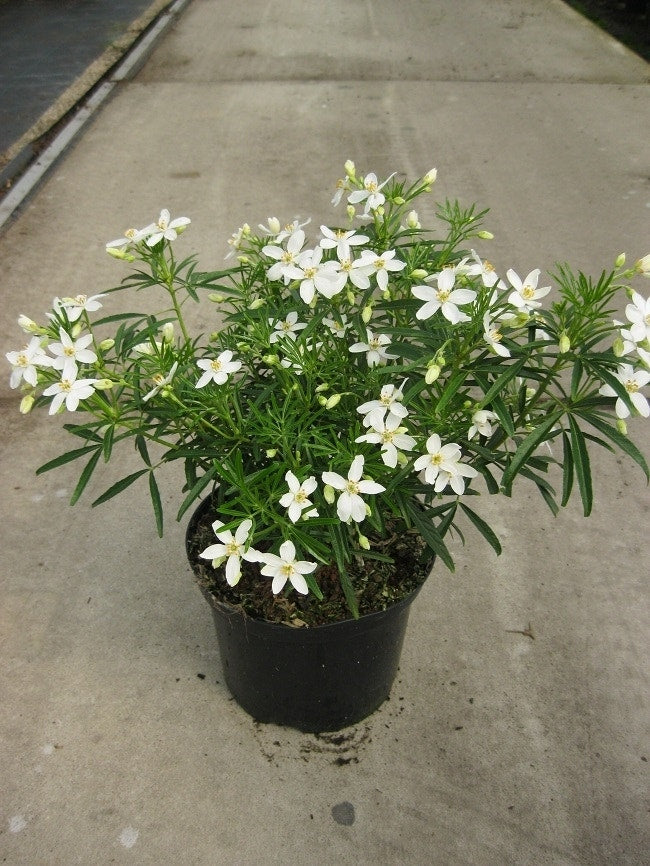  Choisya (Choisya 'Aztec Pearl')