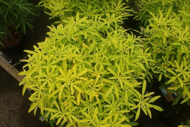  Choisya (Choisya Ternata 'Sundance')