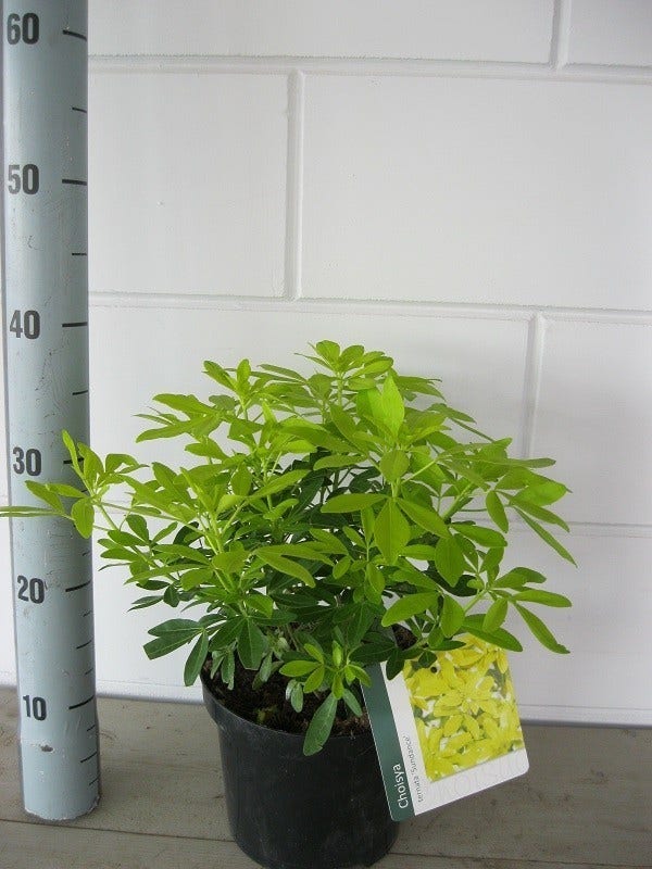 Choisya (Choisya Ternata 'Sundance')